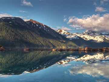 榆树盆景