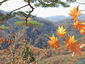 百合花的花语和象征